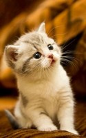 descargar wallpaper de animales